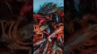 un rato a por cangrejos americanos crabs for me truco de río 🤣🔥🍤🍤💪