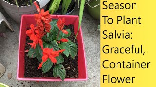 (Video 89) Salvia Varieties & Care | Ideal Container & Ground Flower | Perennial, Blues/Reds