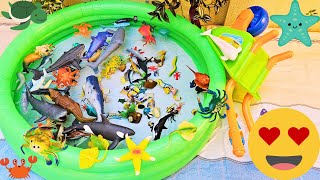 Toy Aquatic Animals for Toddlers - Names and Videos: Yellow Tang, Sharks, Jellyfish, and More! 🐋🐠📺