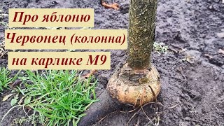 Яблоня-колонна Червонец на карлике М9