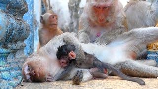 My God ! Mama monkey Mana sleeping give milk baby with love - but she have feel soft power like this