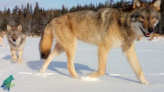 Young wolf seeks out camera to chew on it