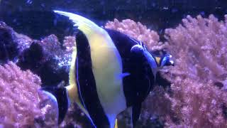 Moorish Idol attacked by Sohal Tang Video 2