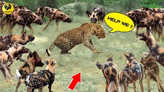 Powerful Wild Animals Fight Leopard vs Wild Dogs, Crocodile vs Leopard - Hyena, Tiger, Wild Dog