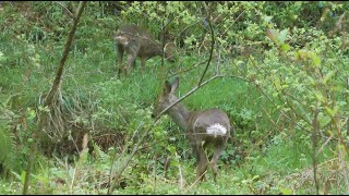 Roe deer, Forest of Dean