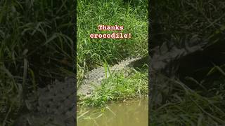 shouted at crocodile  #reptile #wildlife