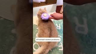 🐈🤲Cat grooming #catlover #catvideos #love #video #cats #cat #catshorts #grooming #catgrooming#cats