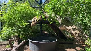 Guided tour of the tigers at Assiniboine park zoo