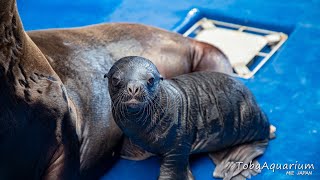 《鳥羽水族館》オタリアに赤ちゃんが誕生しました！