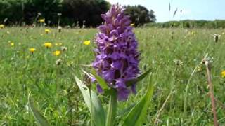 Southern Marsh Orchid at Durlston