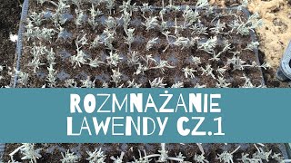 Rozmnażanie lawendy 1- jęśli chcecie zobaczyć cały materiał apraszam na stronę klucz doprojektu.pl