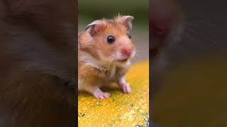 Syrian hamster sits on a pumpkin #ladybee #shortsyoutube #animal #hamster