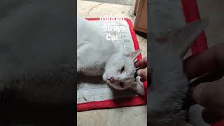 injured stray cat, cat trying to stay alive