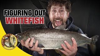 Figuring Out Lake Simcoe Whitefish