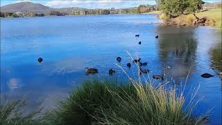 Cygnets, or, less commonly, as Swanlings / Lake Tuggeranong District Park