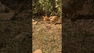 Baby chicken #sunbathing #hen #birds