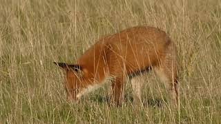 Red fox