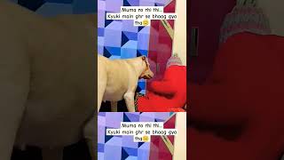 #doglover #youtubeshorts #viral #funnyvideo #funny #explore