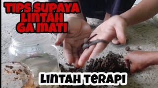 penanganan lintah supaya ga mati .lintah baru datang.