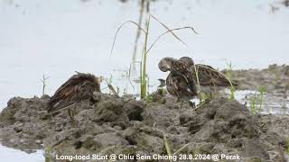 Long-toed Stint @ Chiu S C DSCN0514