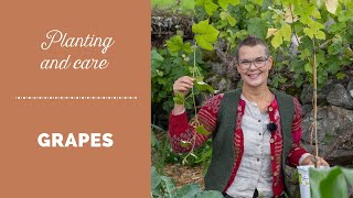 Planting and care of grapes