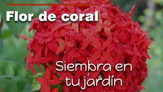 Hermosas y únicas plantas ixora o coral, arte para tu jardín