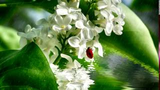 Beautiful delicate flowers in water in the rain 2