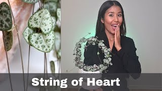 String of Hearts care and propagation | How to easily take care of your String of Hearts plant