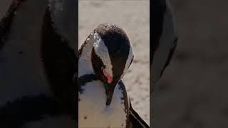 Penguin Cleans Feathers #shorts