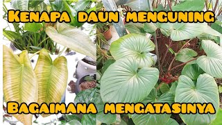 kenapa daun menguning