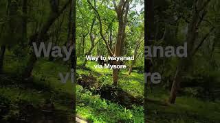 Day 2 - Mysore to Wayanad #drive #nature #wayanad  #forest