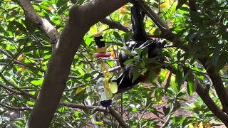 Flying Fox Having Lunch at Disney’s Animal Kingdom 4.29.24