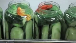 Amazing Cucumber Pickles Processing