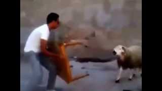 Crazy ram attacking man