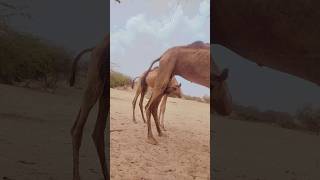 #viral #animals #shortvideos #camellife #viralvideos #funny #whitecamel #shortsviral #camel #nature