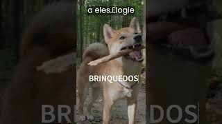 Dica pet: COMO ENSINAR O CÃO A NÃO MORDER