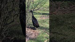 🦆"Duck Delight: A Quaint Quacker's Leisurely Lap Around the Pond"