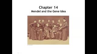 Chapter 14 Mendel and the Gene Idea