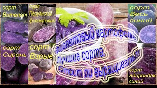 Фиолетовый картофель. Лучшие сорта. Стоит ли выращивать?! Плюсы и описание сортов. Витамины C и E.