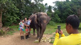 Bukit Elephant Park Phuket часть 3, 2023