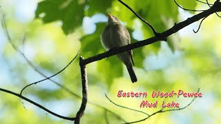 Eastern Wood-Pewee and Song Sparrow, Mud Lake