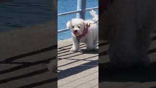 MALTIPOO SHOWING OFF ITS CUTE MOVES