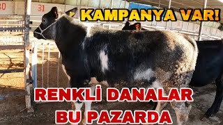 HAYVAN PAZARI BAŞTAN AŞAĞI KALİTE | BELÇİKA,ŞAROLE,SİMENTAL,ANGUS...