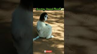 Funny lemurs Dancing