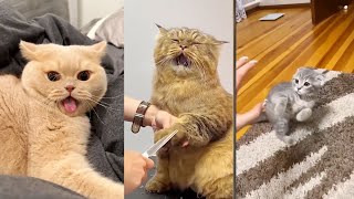 Cute Pets Being Silly 😹 Funniest Cats & Dogs Moments Ever!Part  32| Can't Stop Laughing