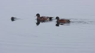 American Coot With American Wigeon,  Colonel Samuel Smith Park, 11/28/21