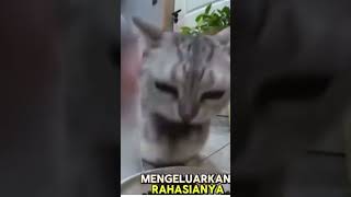 Kucing ini tertangkap CCTV ,ternyata ia punya rahasia besar ketika makan