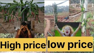 How to grow low budget Drogen Fruit in India