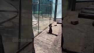 The monkey broke the glass 😨😂#shorts ##dog #monkey#wildanimals #wildlife #funnymonkey