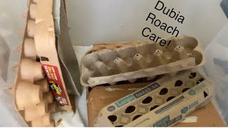 How I Successfully Breed Dubia Roaches